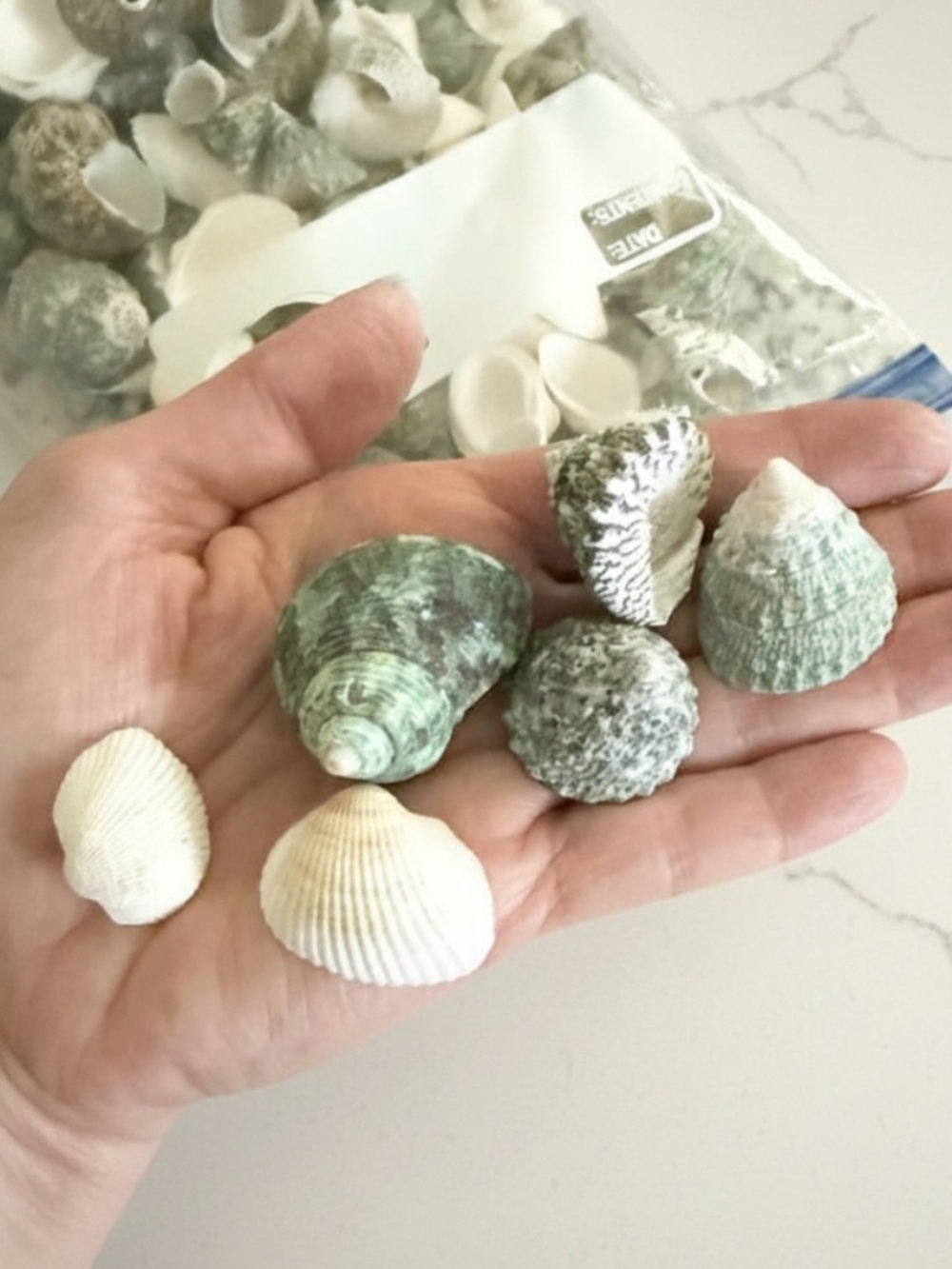 Assorted Natural Sea Shells - Picture 3 of 4